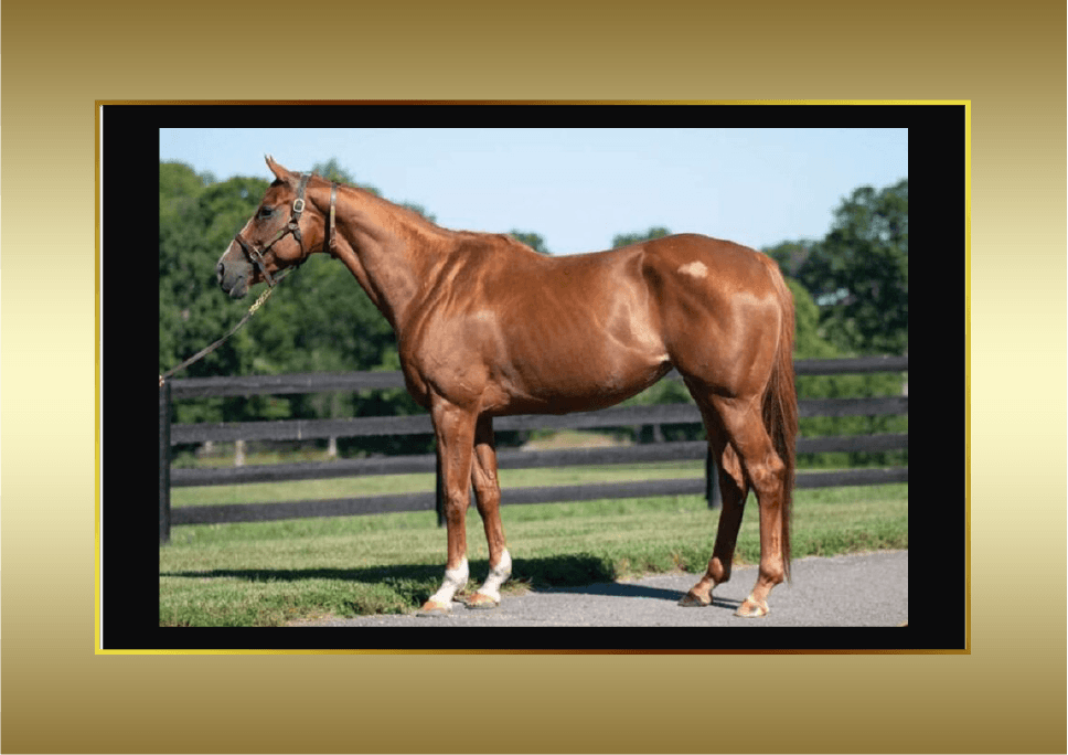 Broodmares — Rosedown Racing Stables